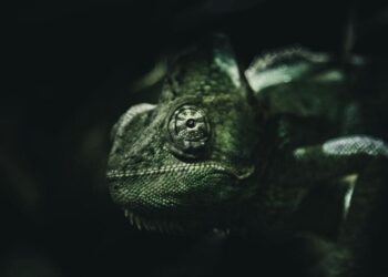 5 animals that can change their colour instantly
                              
                              Published by Livemint | 02 Mar 2025