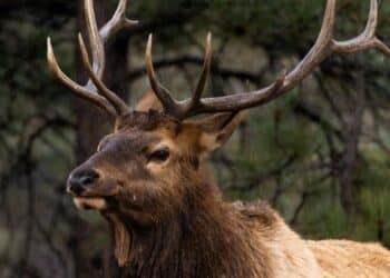 7 animal species found only in India
                              
                              Published by Livemint | 18 Mar 2025