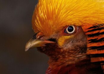 5 of the world’s rarest birds
                              
                              Published by Livemint | 29 Mar 2025