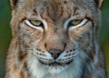 Meet the most elusive animals on Earth
                              
                              Published by Livemint | 28 Feb 2025