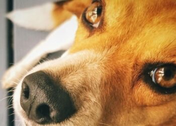 7 dog breeds living longest in India
                              
                              Published by Livemint | 28 Feb 2025