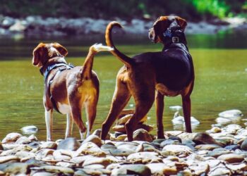 5 Foods That Are Toxic to Dogs
                              
                              Published by Livemint | 20 Mar 2025