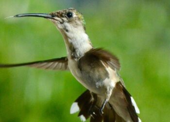 6 amazing facts about hummingbirds
                              
                              Published by Livemint | 02 Mar 2025