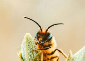 5 tiny creatures with powerful venom
                              
                              Published by Livemint | 19 Mar 2025