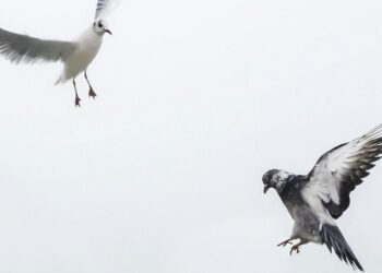 Top 6 birds that are surprisingly aggressive
                              
                              Published by Livemint | 24 Mar 2025