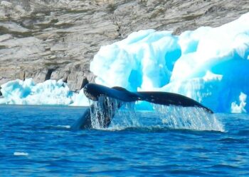 5 color-changing sea creatures
                              
                              Published by Livemint | 24 Mar 2025