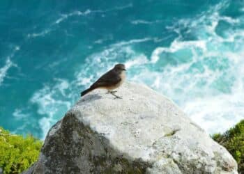 5 seabird species to witness in the North Atlantic
                              
                              Published by Livemint | 21 Mar 2025