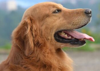 6 signs your dog is stressed or sad
                              
                              Published by Livemint | 26 Mar 2025