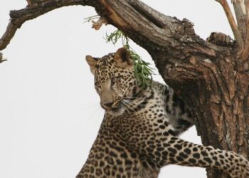 5 animals that heavily depend on trees for surviva …
                              
                              Published by Livemint | 29 Mar 2025