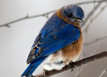 6 mysterious birds that hunt in the dark
                              
                              Published by Livemint | 20 Mar 2025