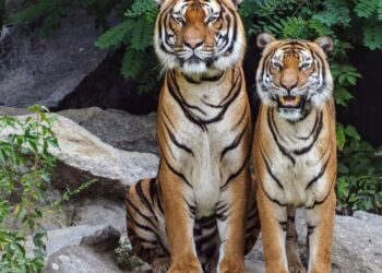 Top 6 animals you can spot in March
                              
                              Published by Livemint | 03 Mar 2025