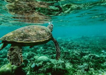 Top 5 marine animals at risk due to ocean warming
                              
                              Published by Livemint | 21 Mar 2025