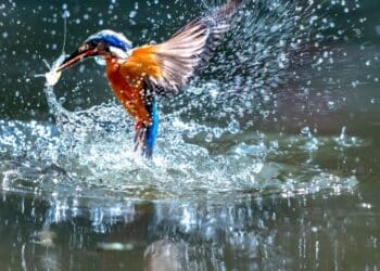 7 birds that can dive the deepest in water
                              
                              Published by Livemint | 19 Mar 2025