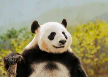 Top 5 endangered animals making a comeback
                              
                              Published by Livemint | 17 Mar 2025