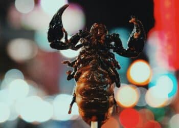 5 edible insects people around the world eat
                              
                              Published by Livemint | 17 Mar 2025