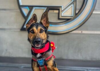 6 animals that changed history– true stories!
                              
                              Published by Livemint | 22 Mar 2025