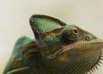 5 bioluminescent animals you must see
                              
                              Published by Livemint | 19 Mar 2025