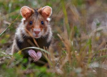 5 most harmless animals on Earth
                              
                              Published by Livemint | 29 Mar 2025