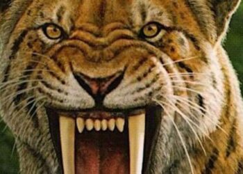 5 prehistoric cats that once ruled the Earth
                              
                              Published by Livemint | 09 Apr 2025