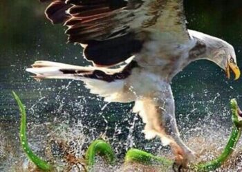 5 fiercest animal rivalries in the wild
                              
                              Published by Livemint | 02 Apr 2025