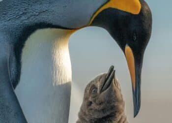 6 animal dads who rock fatherhood
                              
                              Published by Livemint | 08 Apr 2025