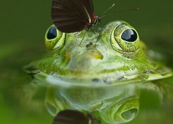 5 Animals That Can Live Without Oxygen
                              
                              Published by Livemint | 05 Apr 2025