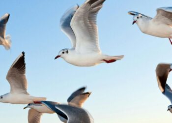 6 majestic birds of the atlantic you must know
                              
                              Published by Livemint | 31 Mar 2025