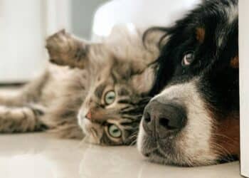 5 dog breeds that love living with cats
                              
                              Published by Livemint | 05 Apr 2025