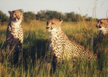 5 secret animal reserves hidden in unexpected plac …
                              
                              Published by Livemint | 09 Apr 2025