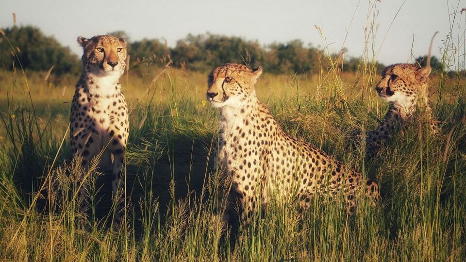 5 secret animal reserves hidden in unexpected plac …
                              
                              Published by Livemint | 09 Apr 2025