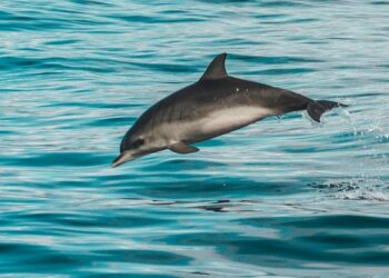 5 island escapes where you can swim with marine li …
                              
                              Published by Livemint | 02 Apr 2025