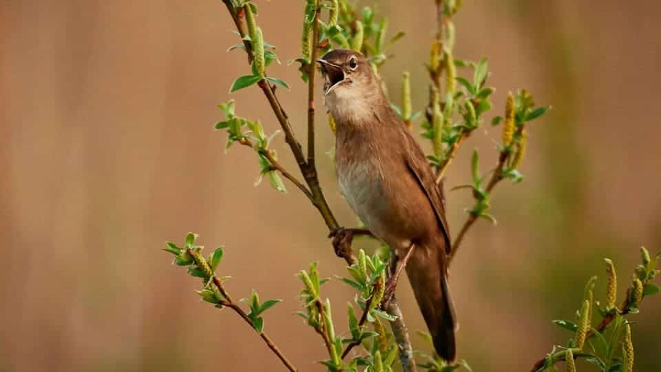 6 amazing animals that can imitate sounds
                              
                              Published by Livemint | 09 Apr 2025