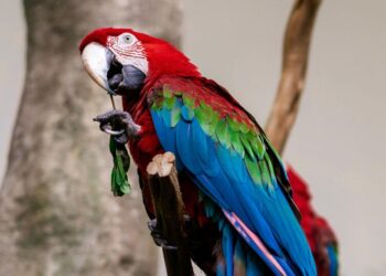 10 loudest birds in the world
                              
                              Published by Livemint | 01 Apr 2025