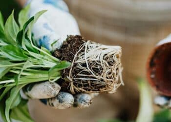 Unearth the 6 forgotten superfood roots
                              
                              Published by Livemint | 08 Apr 2025