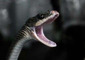 5 Strangest Defense Mechanisms in the Animal Kingd …
                              
                              Published by Livemint | 05 Apr 2025