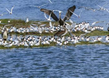 6 stunning birding hotspots in India
                              
                              Published by Livemint | 01 Apr 2025