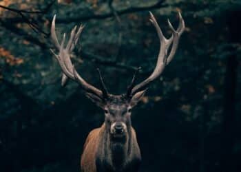 India’s 5 most threatened wildlife species
                              
                              Published by Livemint | 08 Apr 2025