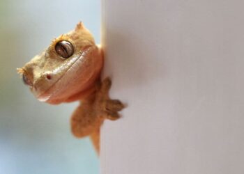 6 funniest animal photobombs ever captured
                              
                              Published by Livemint | 02 Apr 2025