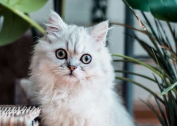 6 cat breeds that act more like dogs visual story
                              
                              Published by Livemint | 04 Apr 2025